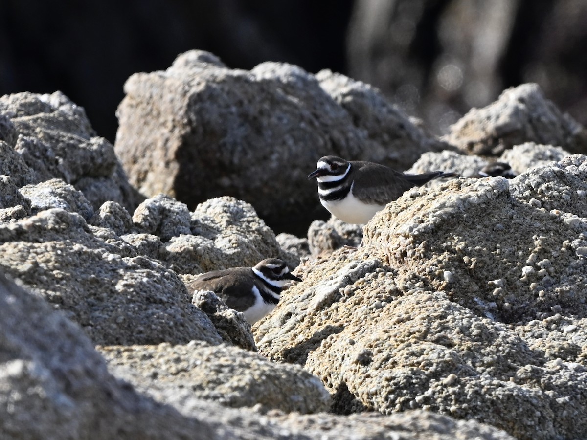 Killdeer - ML646382598