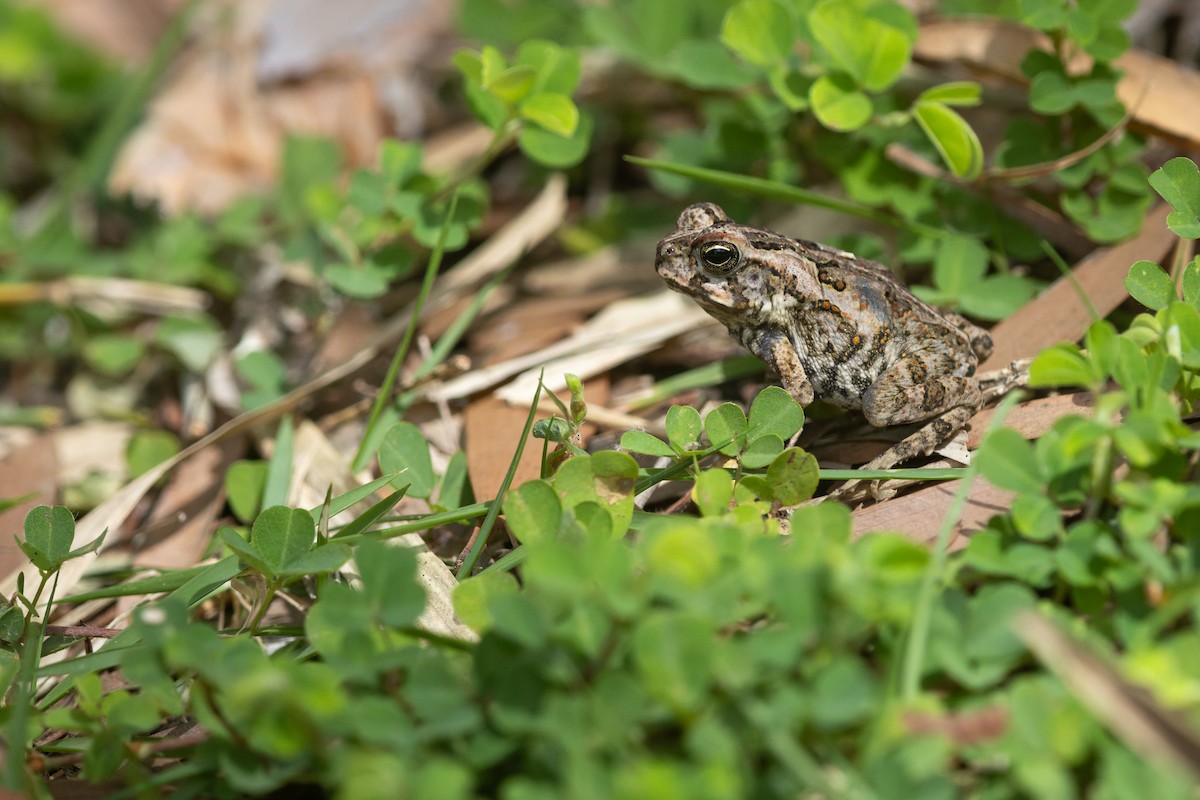 Animals - ML646382599