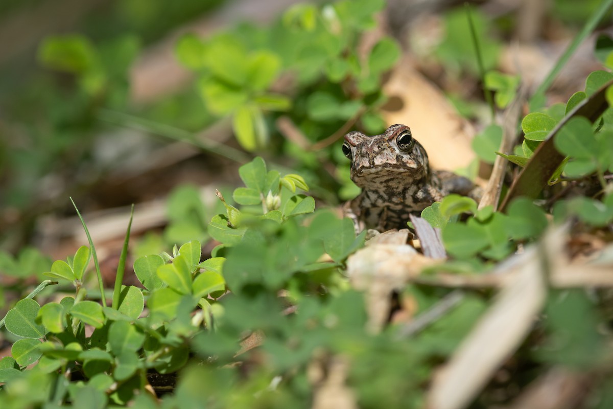 Animals - ML646382600