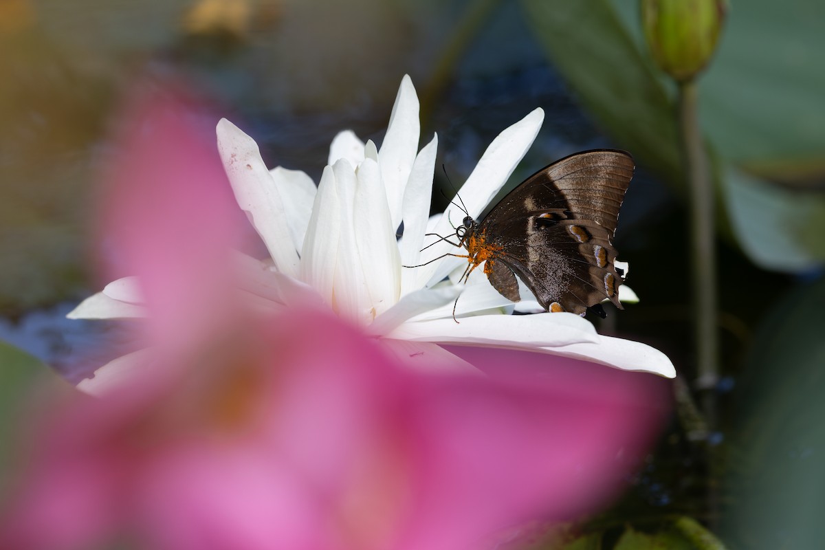 Animals - ML646382606