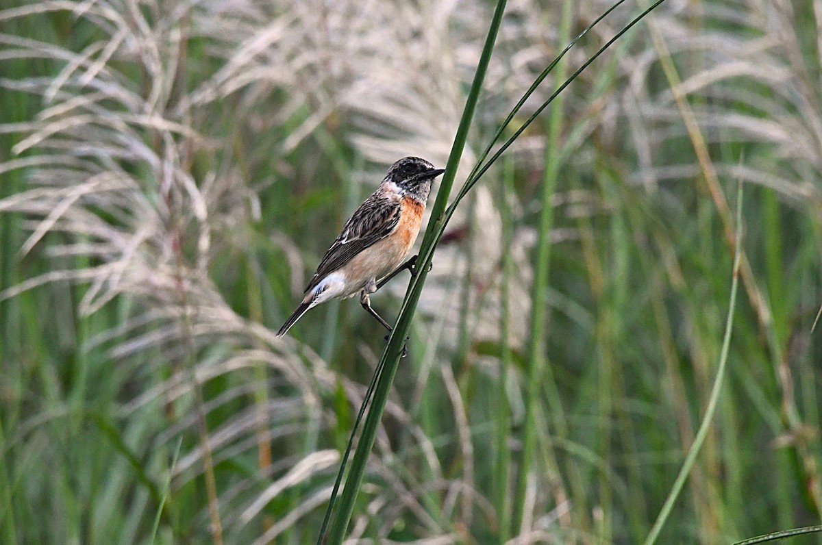 Siberian Stonechat - ML646382607