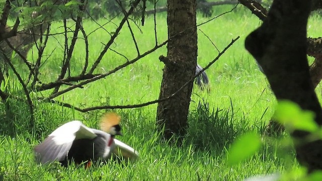 jeřáb královský - ML646382608