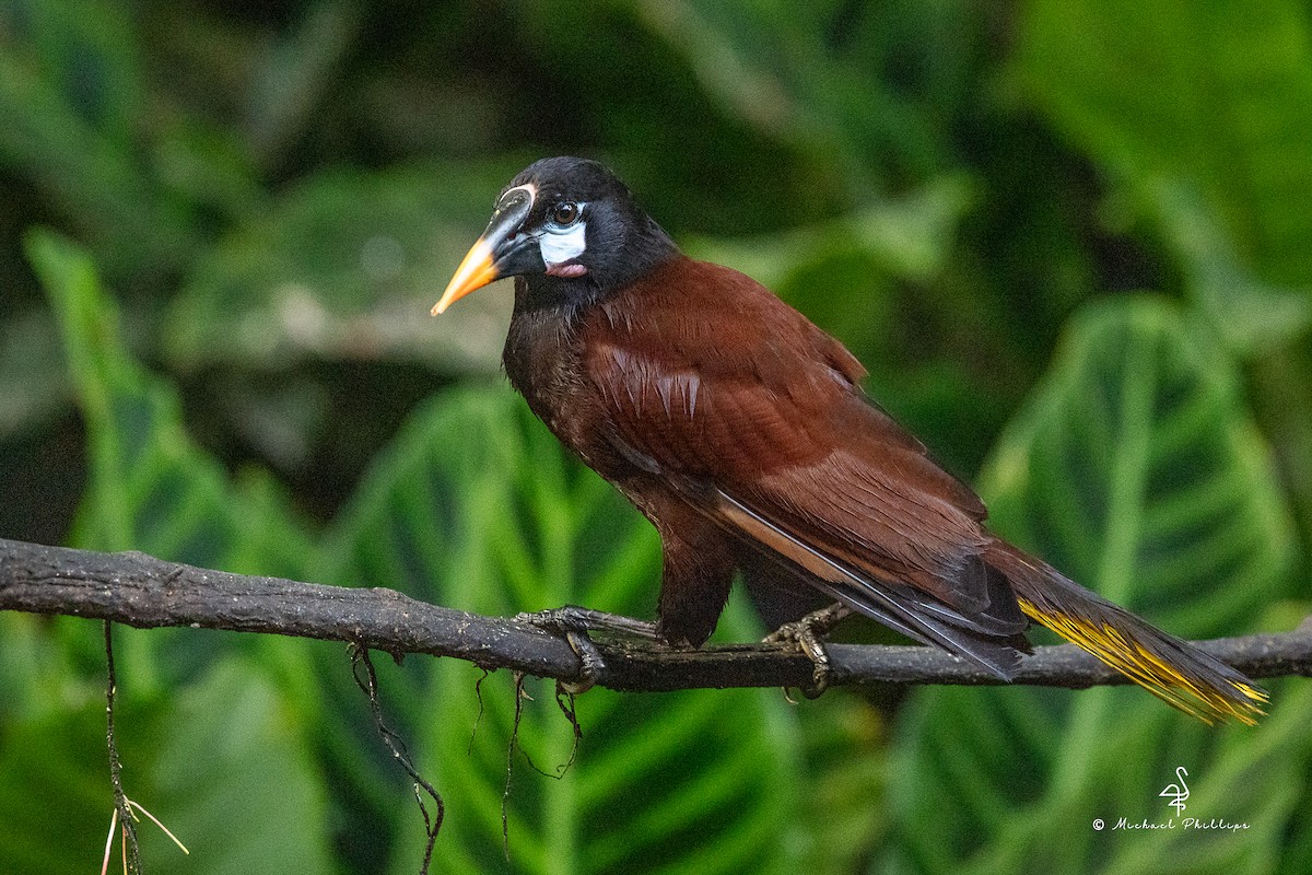 Montezuma Oropendola - ML646382609