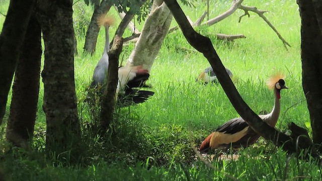 jeřáb královský - ML646382610