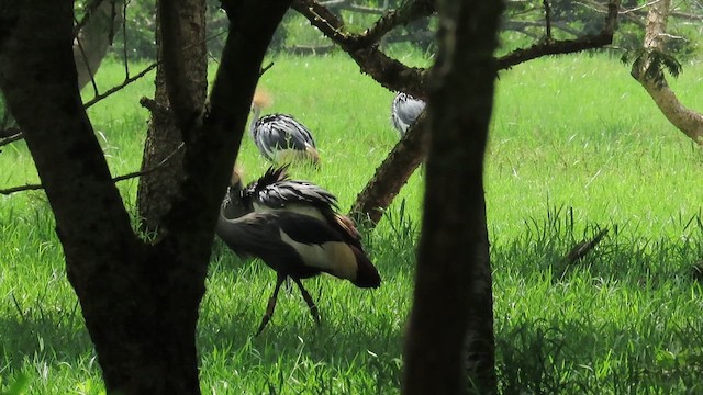 jeřáb královský - ML646382611