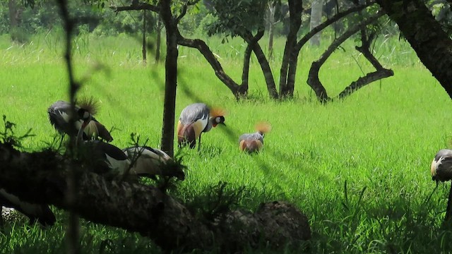 jeřáb královský - ML646382612