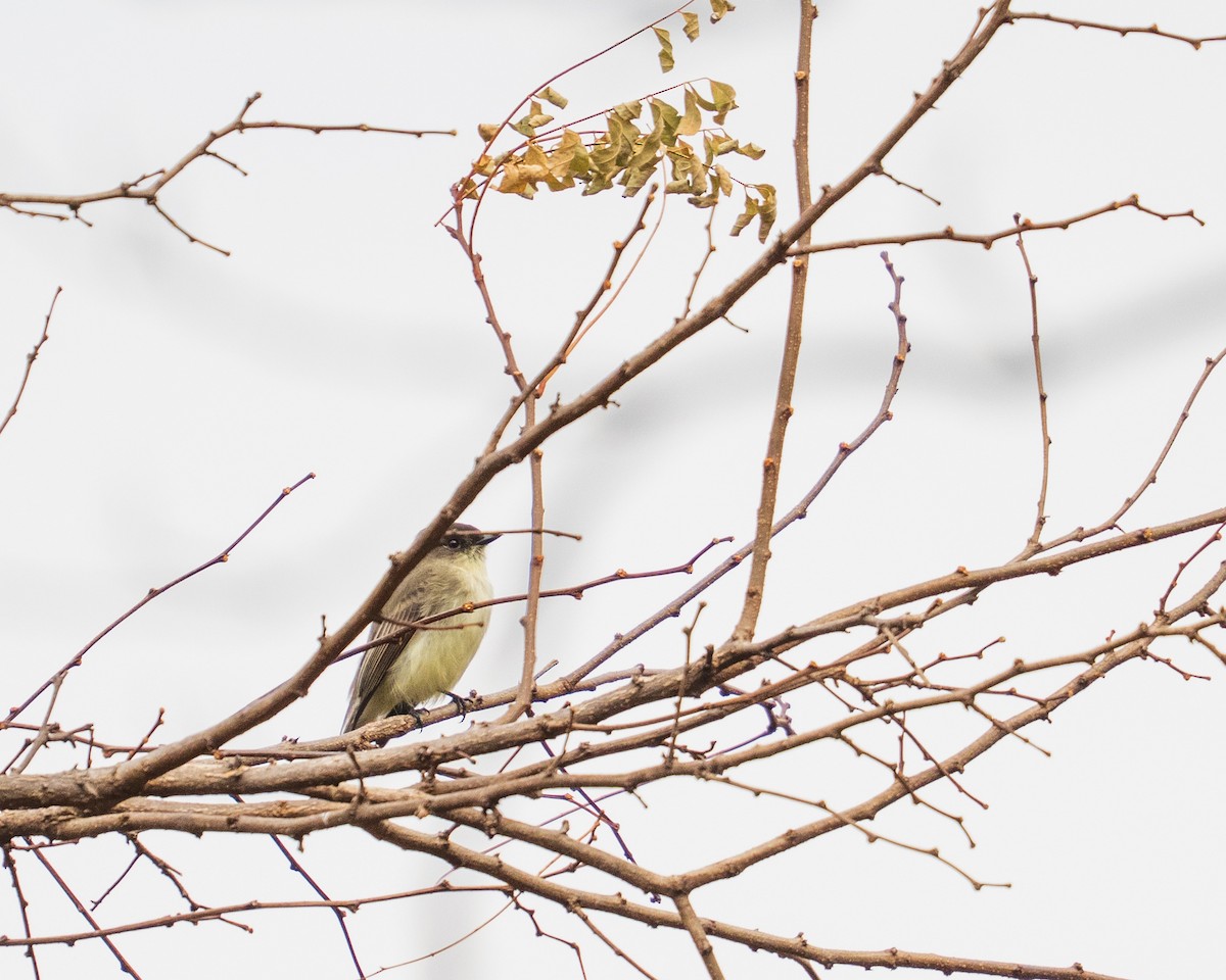 Eastern Phoebe - ML646382613