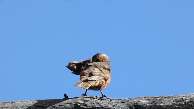 lezčík rezavý - ML646382614