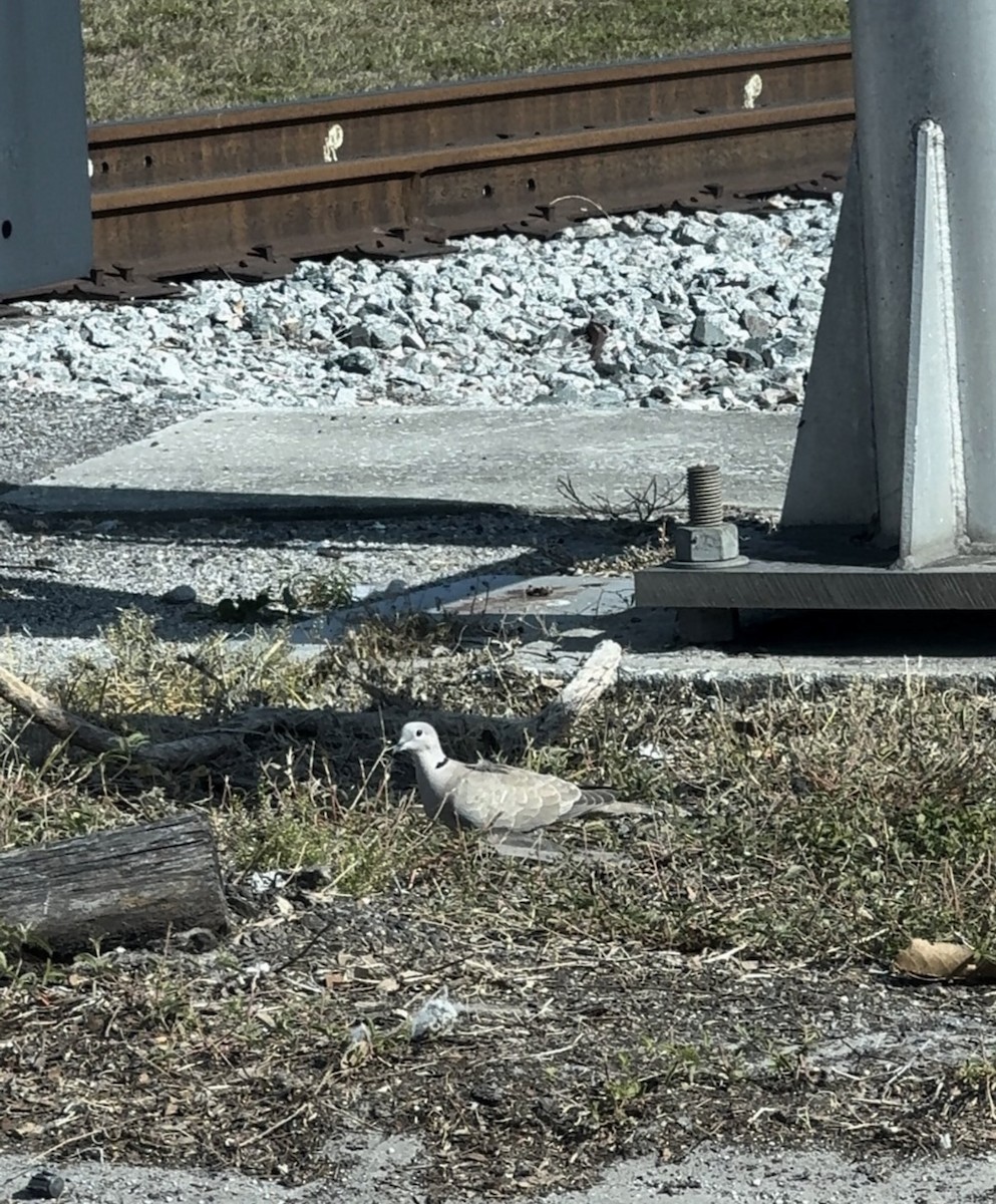 灰斑鳩 - ML646382616