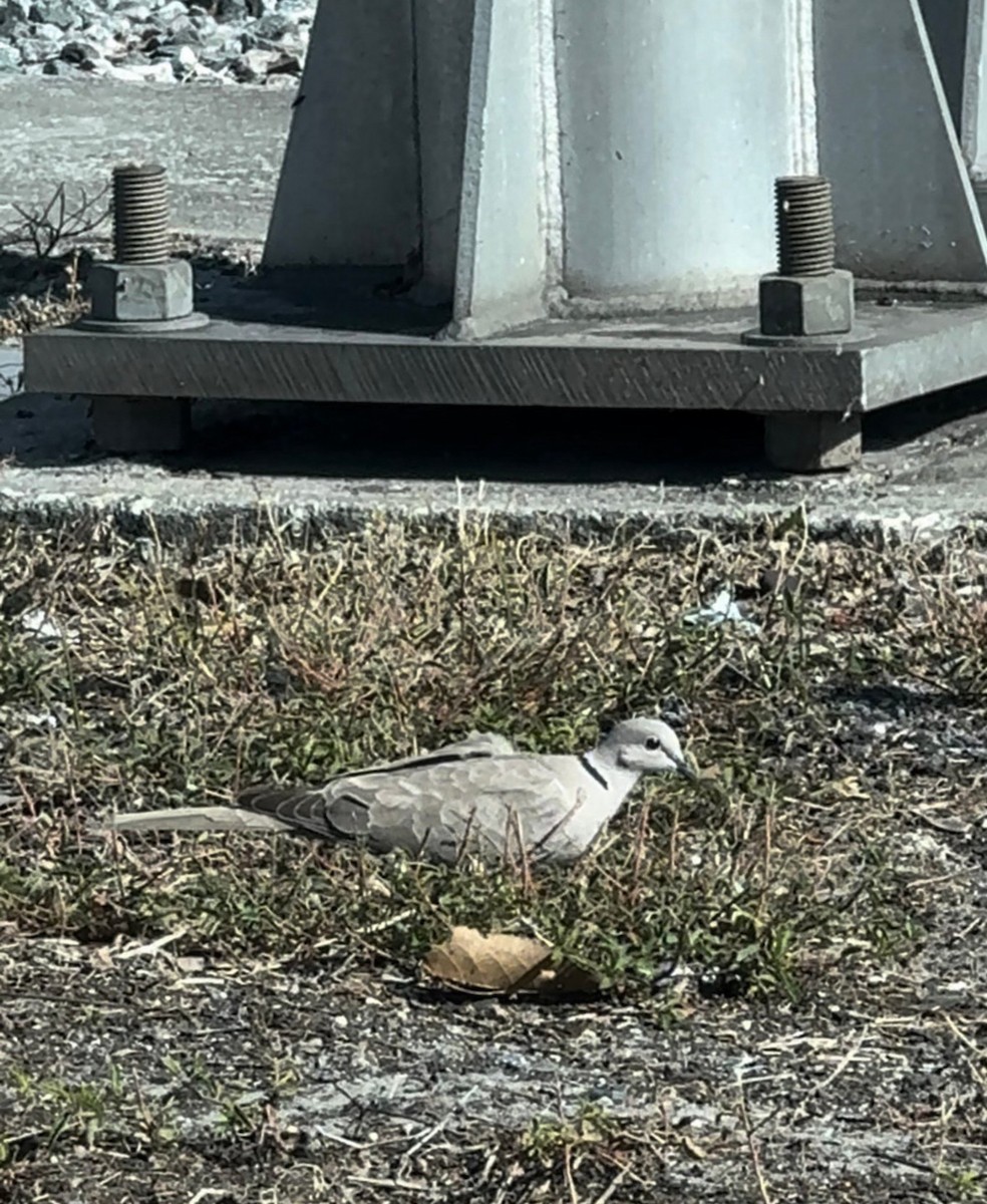 灰斑鳩 - ML646382617