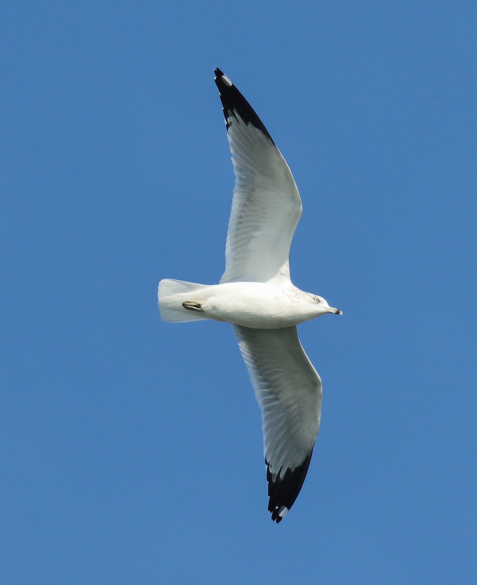 Ring-billed Gull - ML646382618