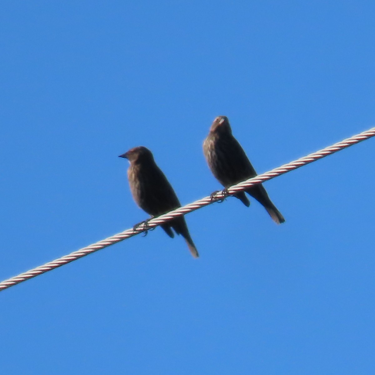 Red-winged Blackbird (Red-winged) - ML646382619