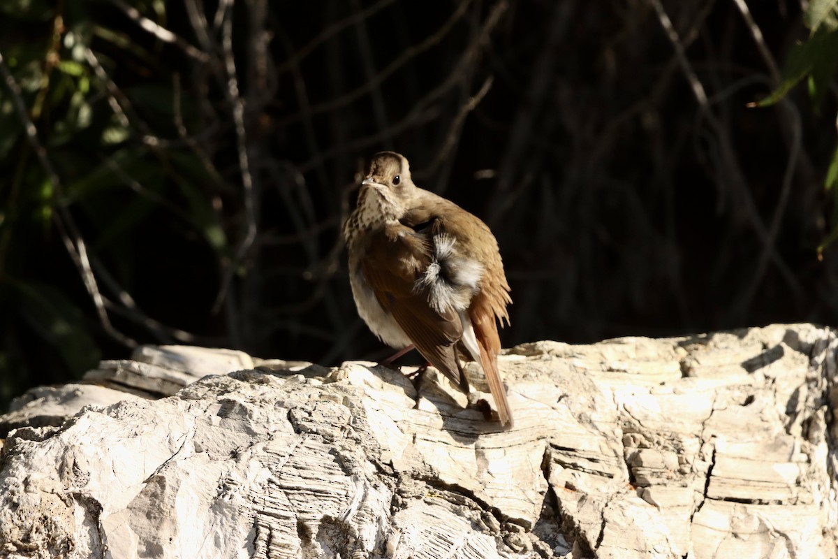 Hermit Thrush - ML646382620