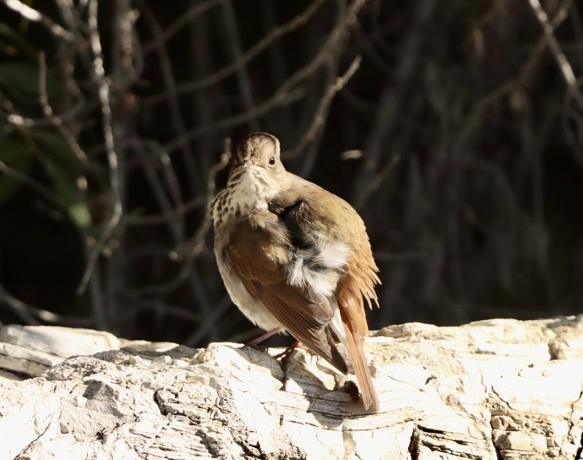Hermit Thrush - ML646382621