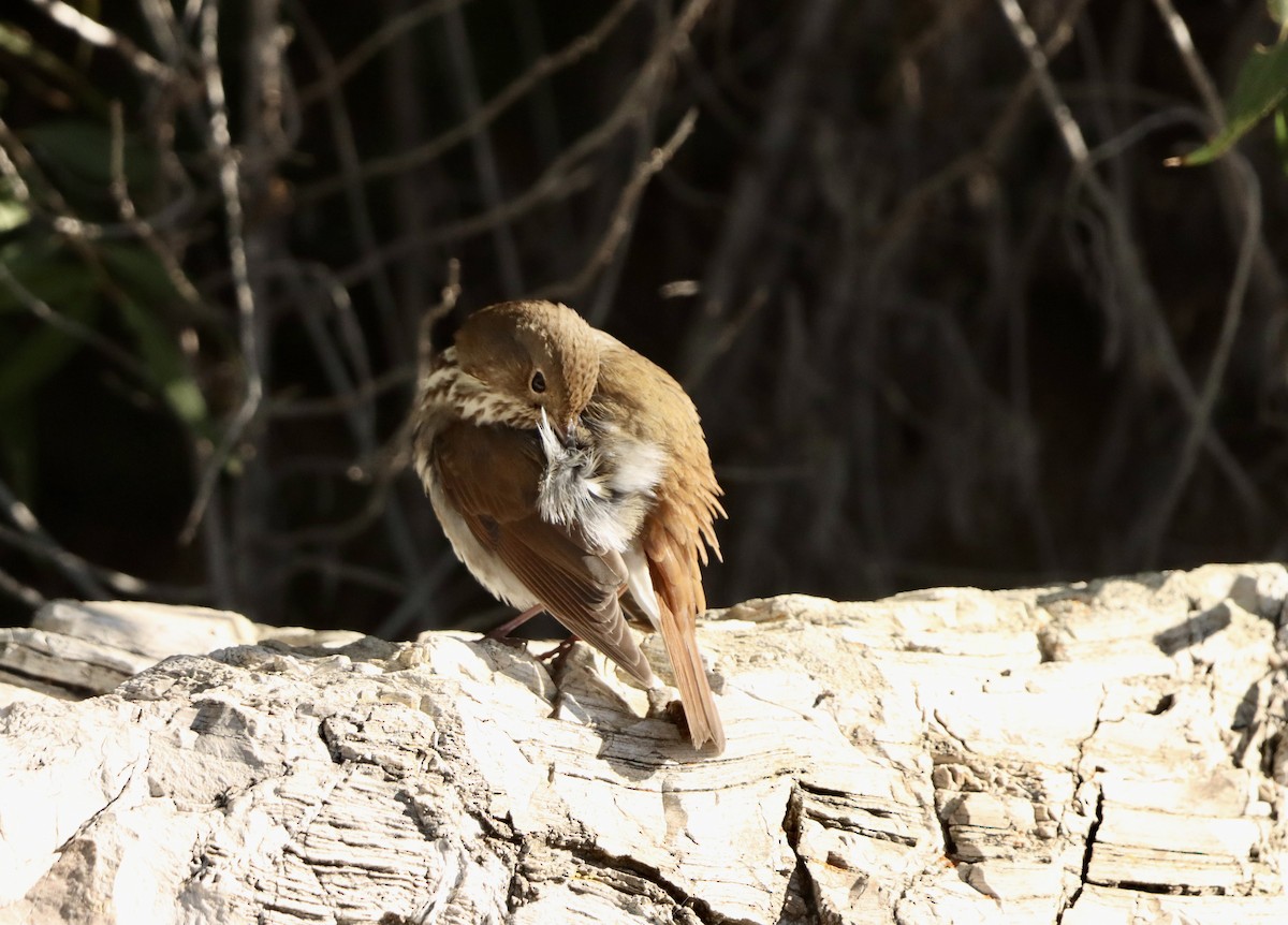 Hermit Thrush - ML646382622