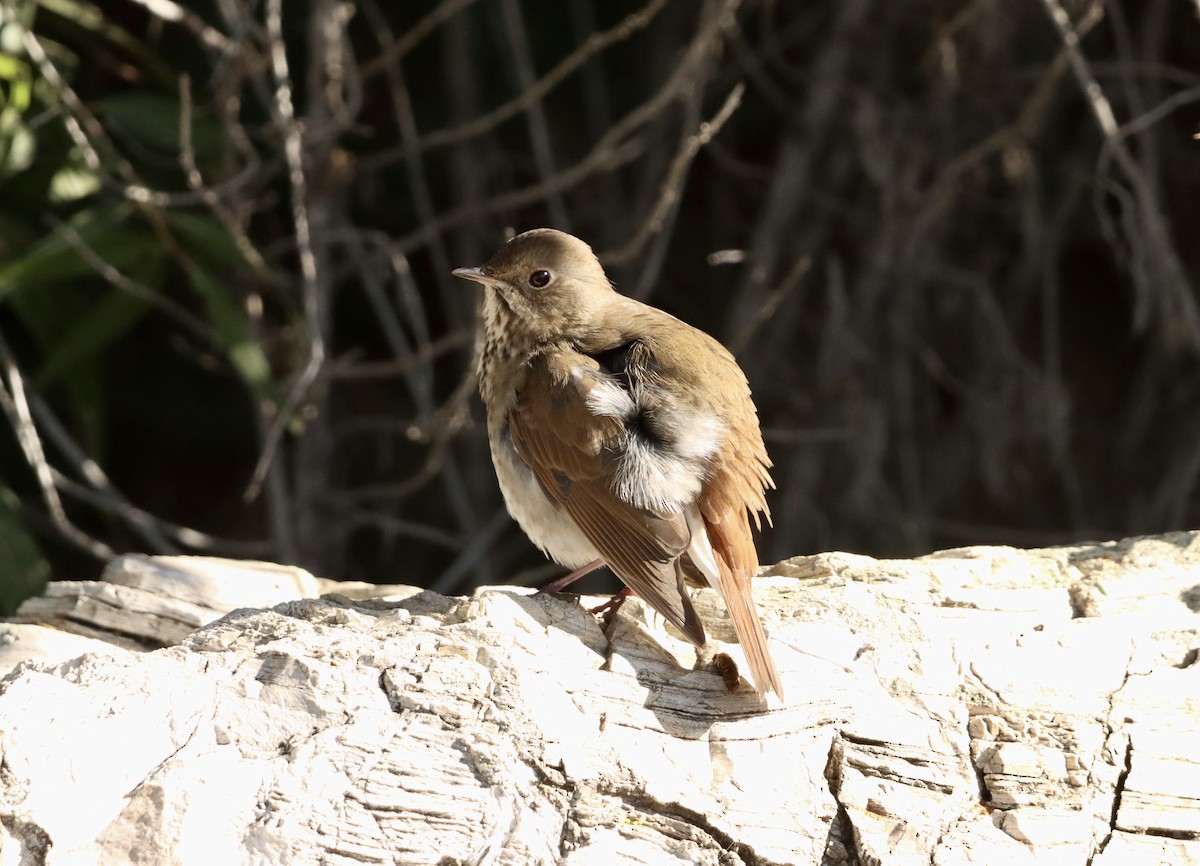 Hermit Thrush - ML646382623