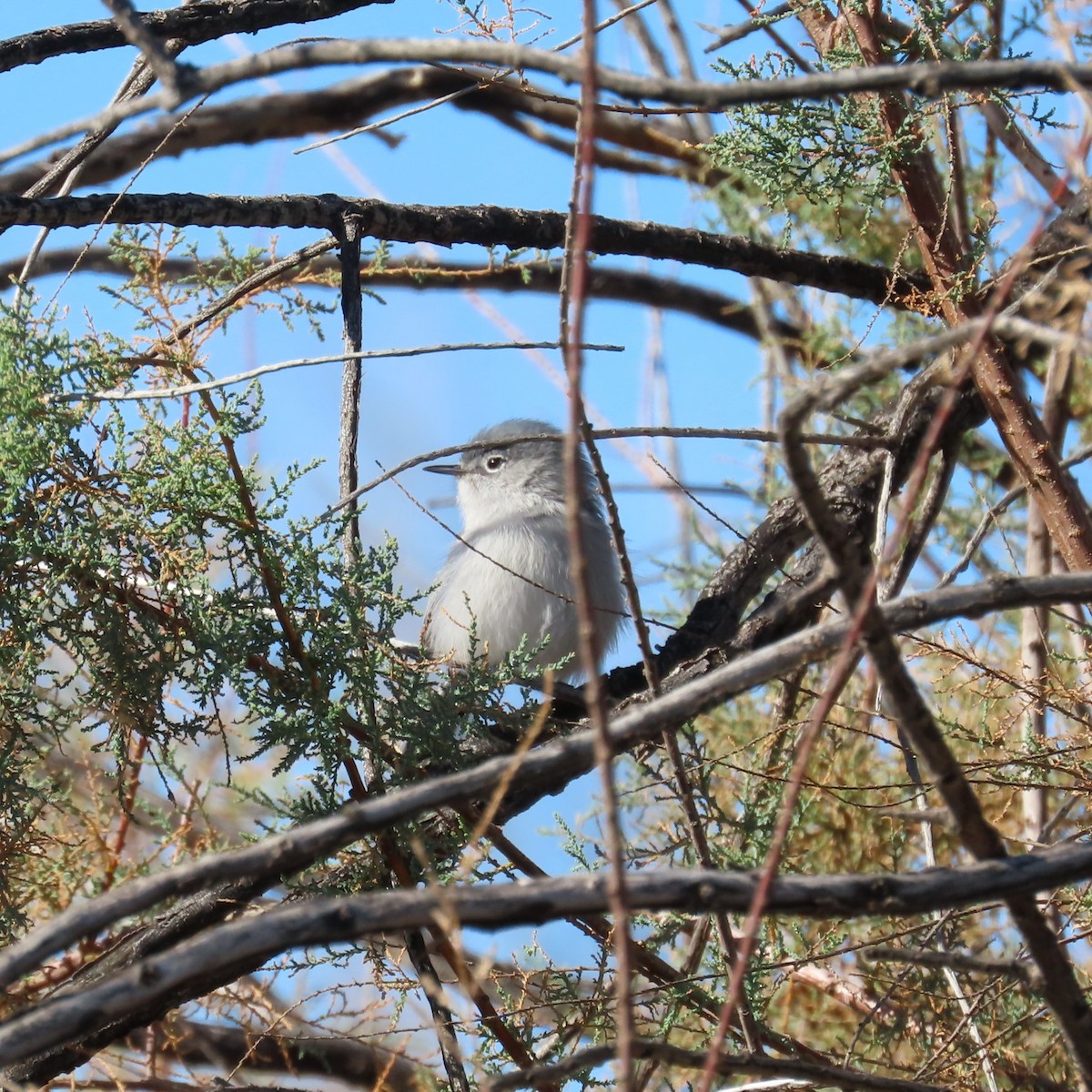 Black-tailed Gnatcatcher - ML646382624