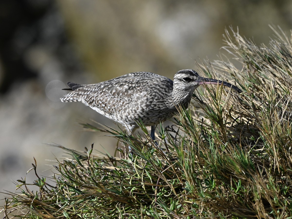 美洲中杓鷸 - ML646382629