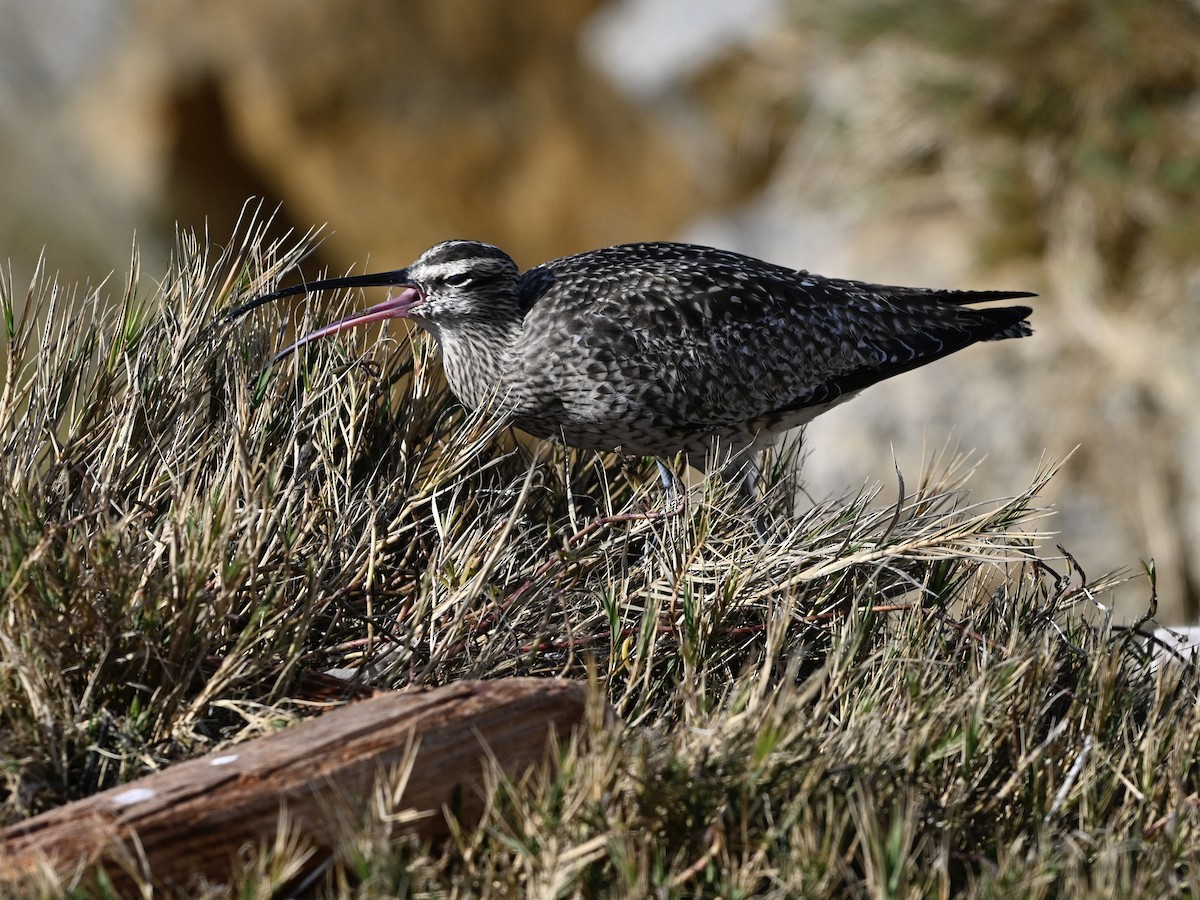 美洲中杓鷸 - ML646382630