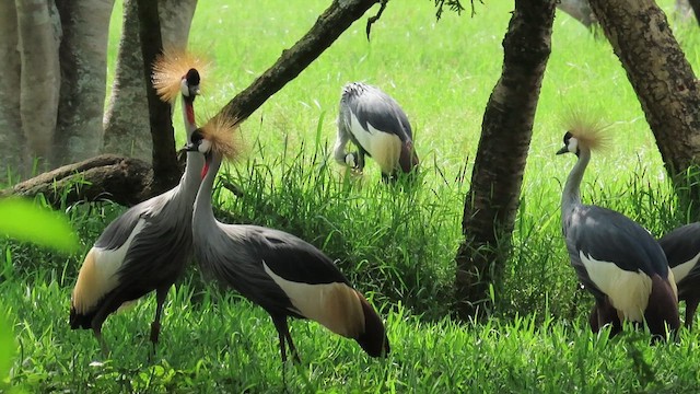 jeřáb královský - ML646382631