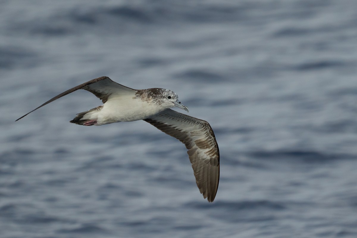 大水薙鳥 - ML646382632