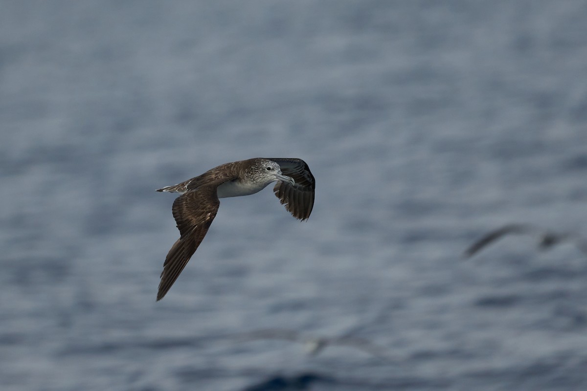 大水薙鳥 - ML646382633