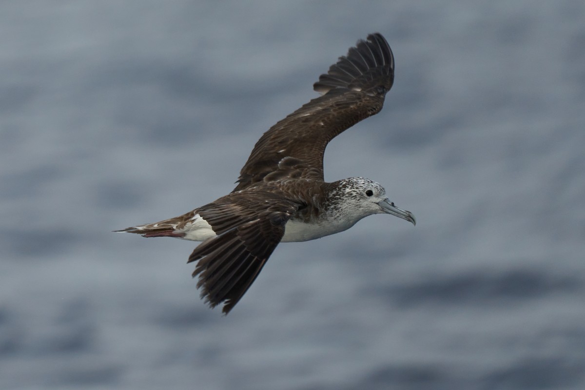 大水薙鳥 - ML646382634