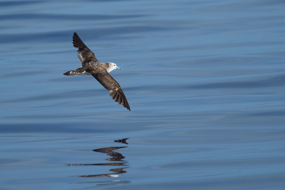 Streaked Shearwater - ML646382635