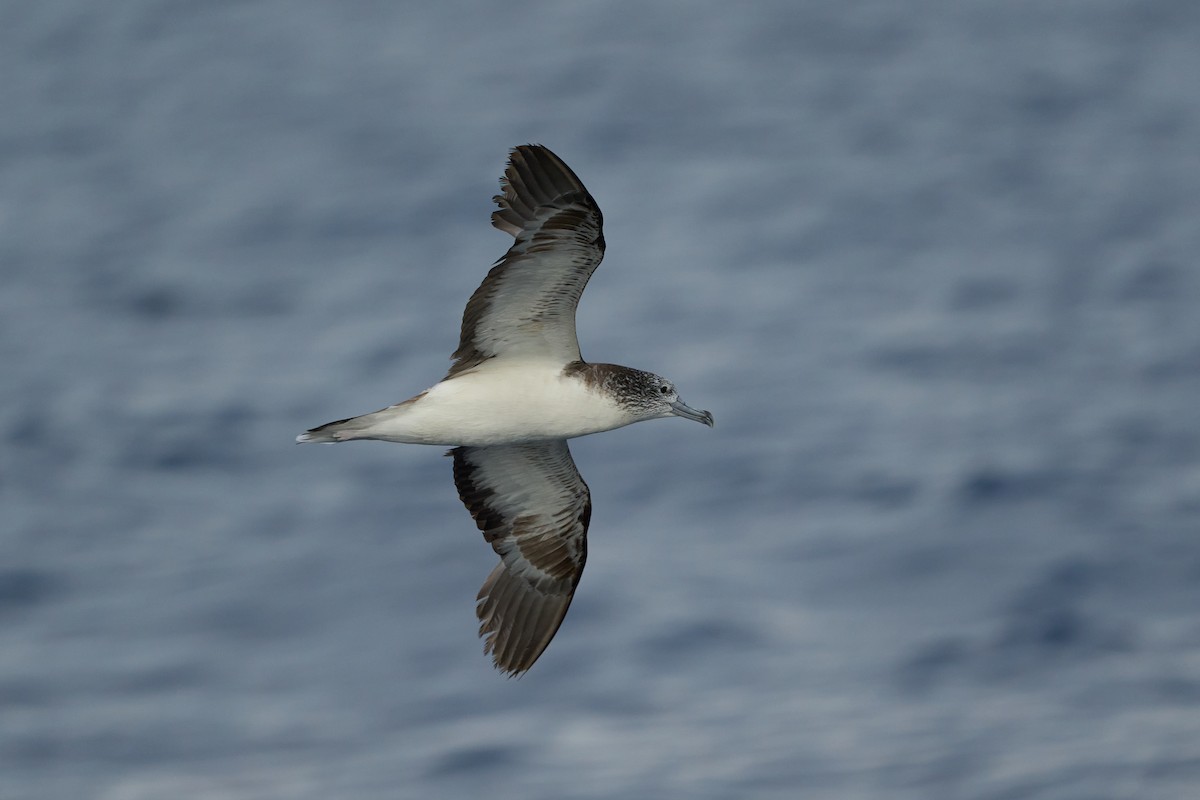 Streaked Shearwater - ML646382636