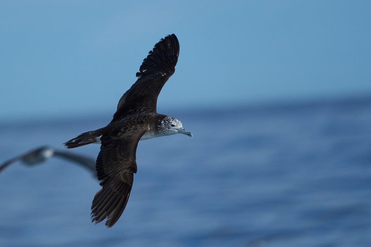 大水薙鳥 - ML646382637