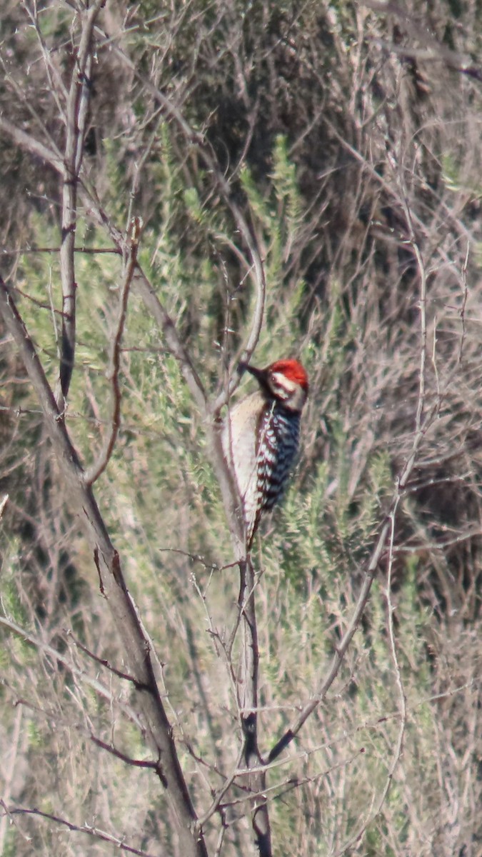 Ladder-backed Woodpecker - ML646382639