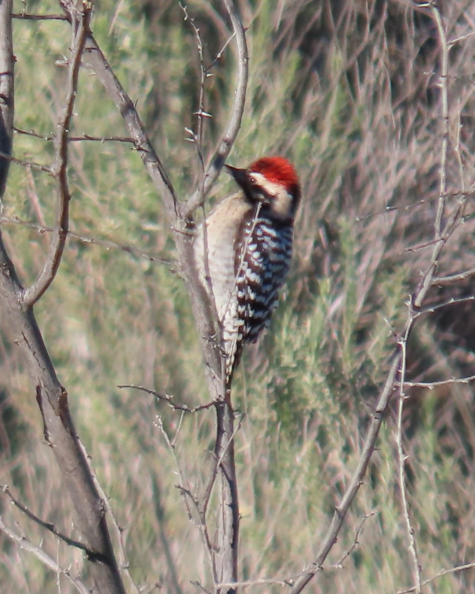 Ladder-backed Woodpecker - ML646382640