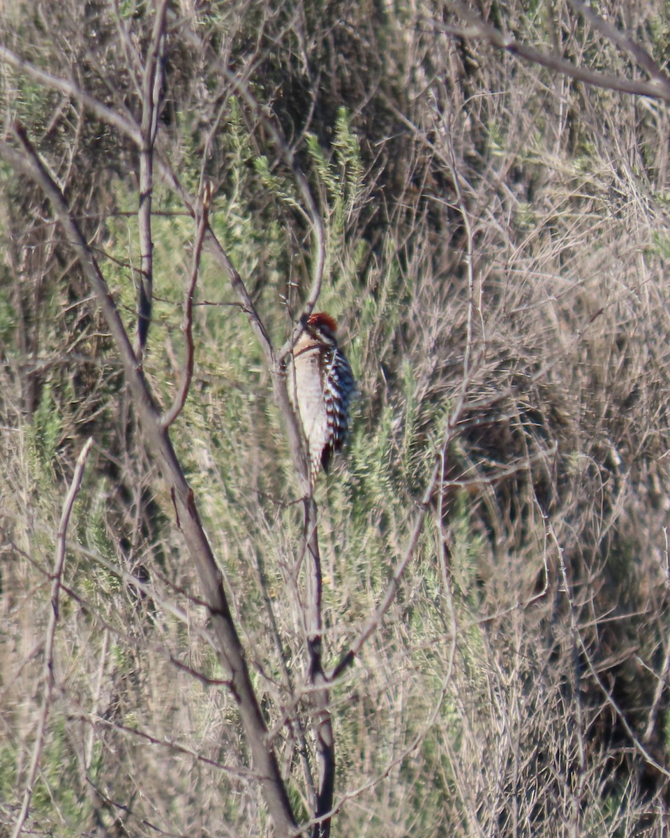 Ladder-backed Woodpecker - ML646382641