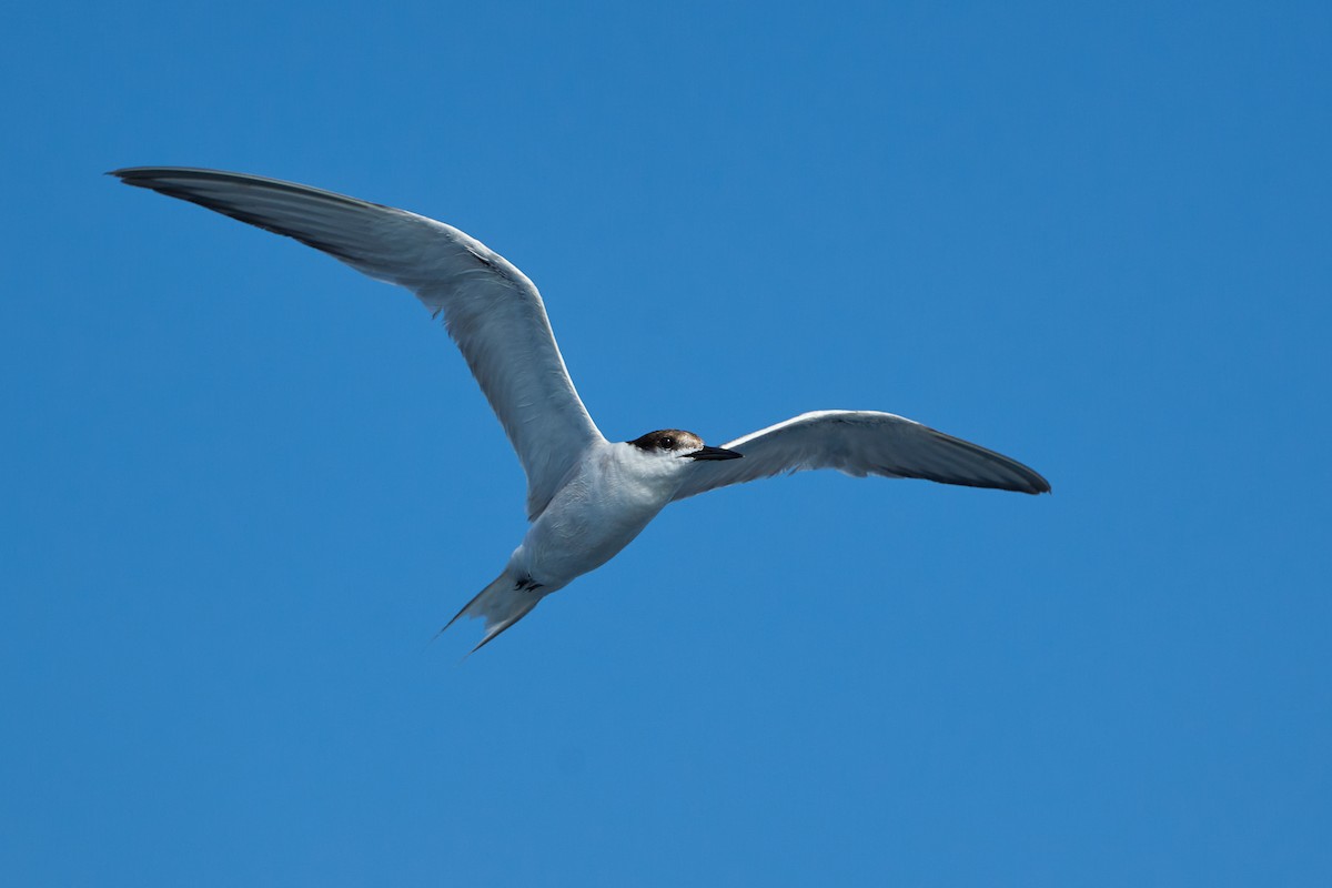 Речная крачка - ML646382645