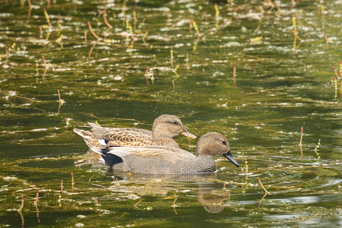 Gadwall (Common) - ML646382646