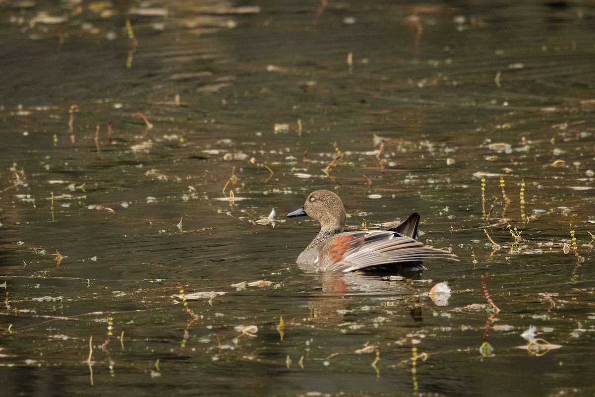 Gadwall (Common) - ML646382647
