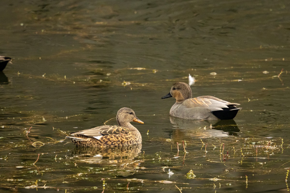 Gadwall (Common) - ML646382648