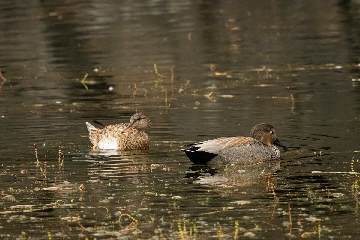 Gadwall (Common) - ML646382649