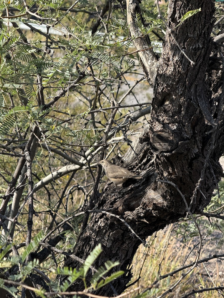 Rock Wren - ML646382651