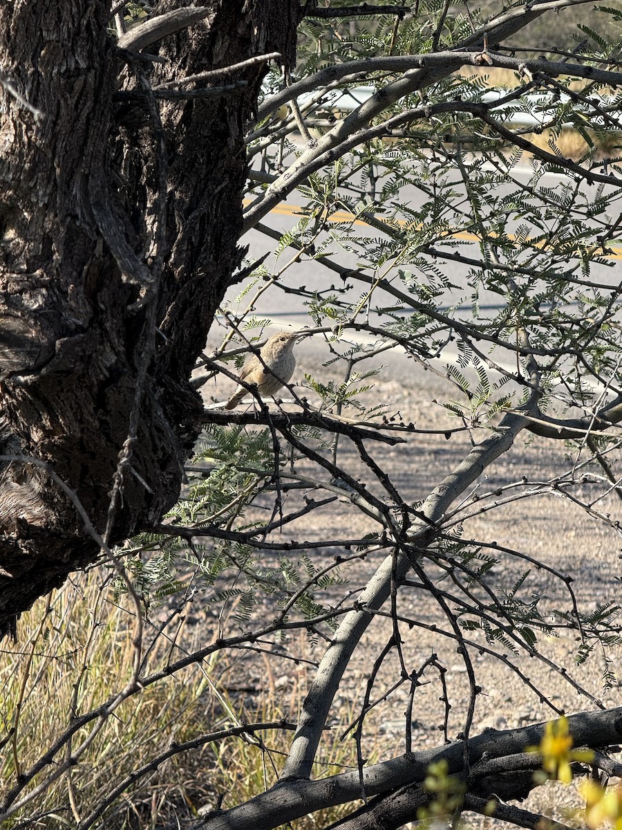 Rock Wren - ML646382653