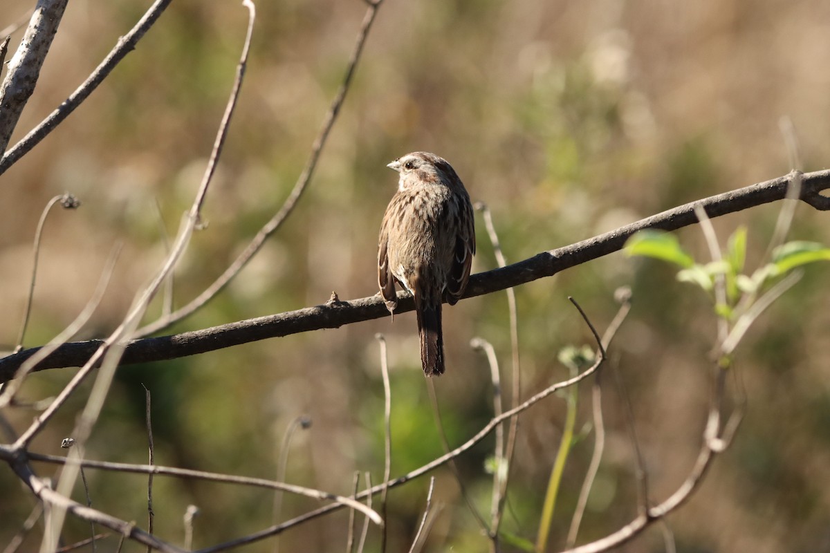 Song Sparrow - ML646382654