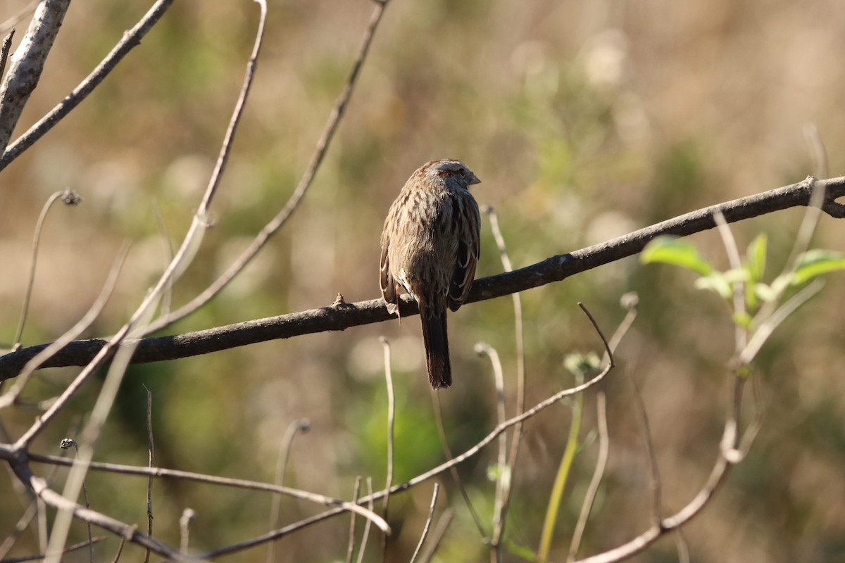 Song Sparrow - ML646382655