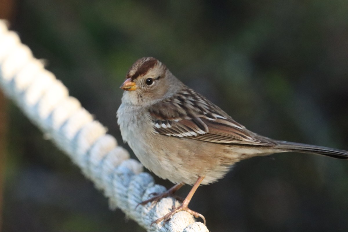 White-crowned Sparrow - ML646382656