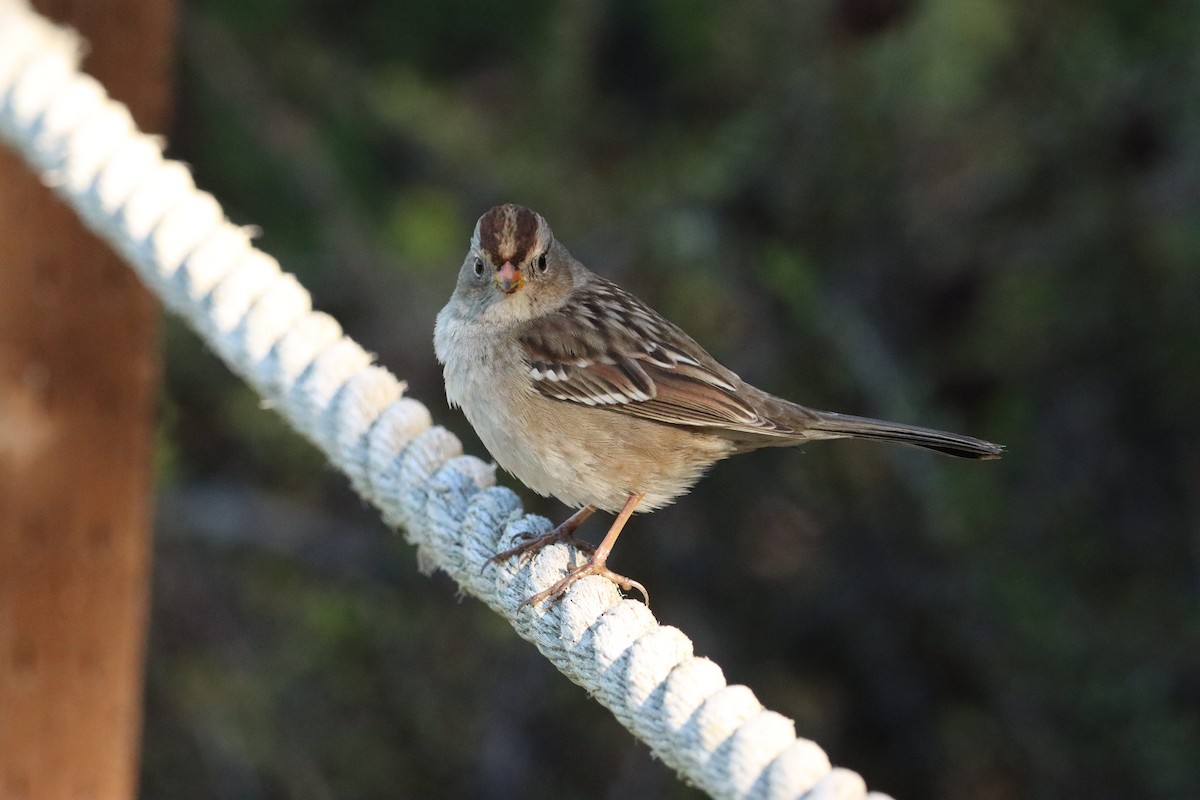 White-crowned Sparrow - ML646382657