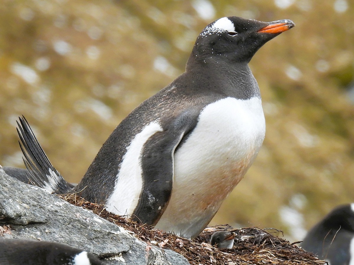Pingüino Juanito - ML646382658