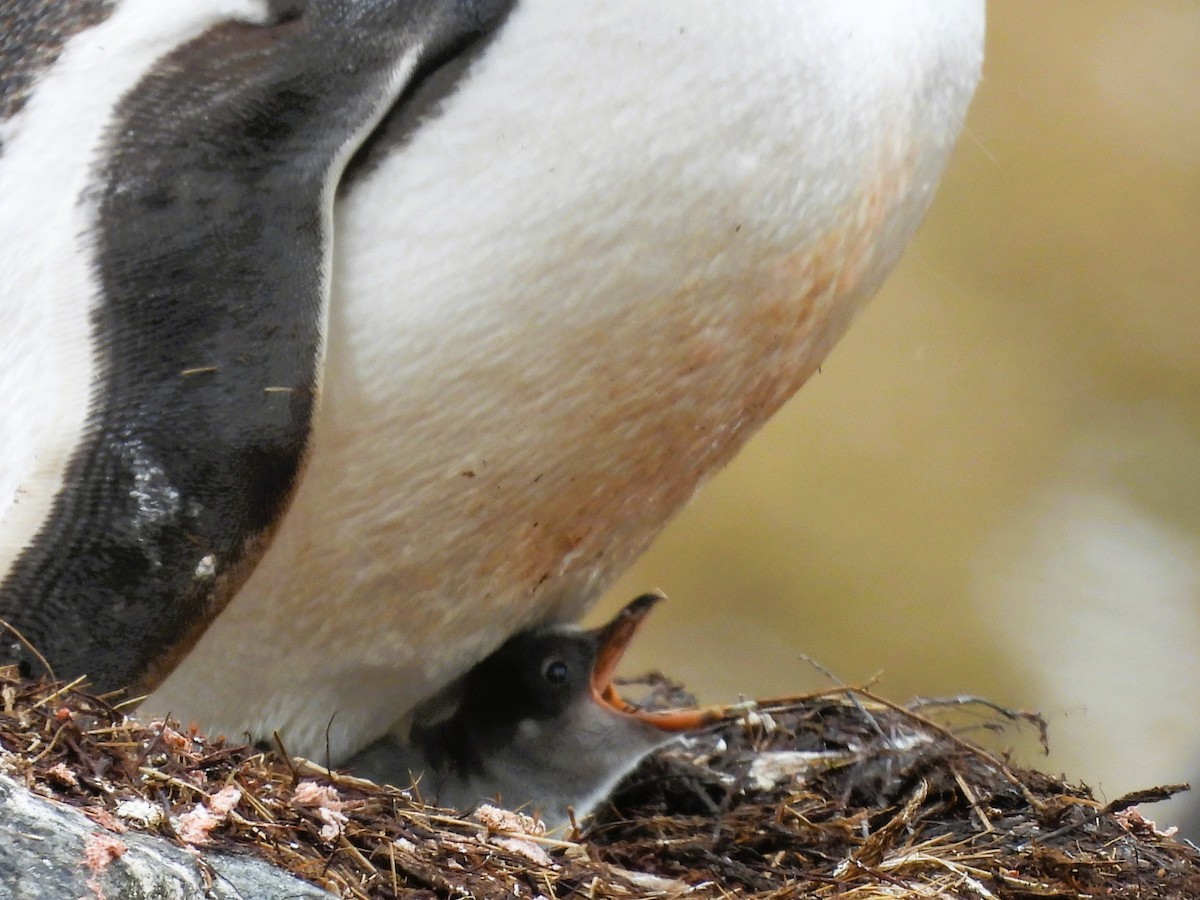 Pingüino Juanito - ML646382659