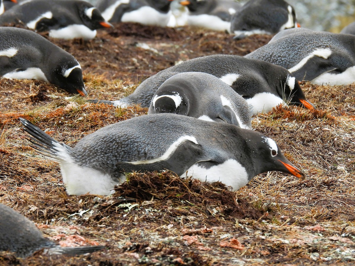 Pingüino Juanito - ML646382660