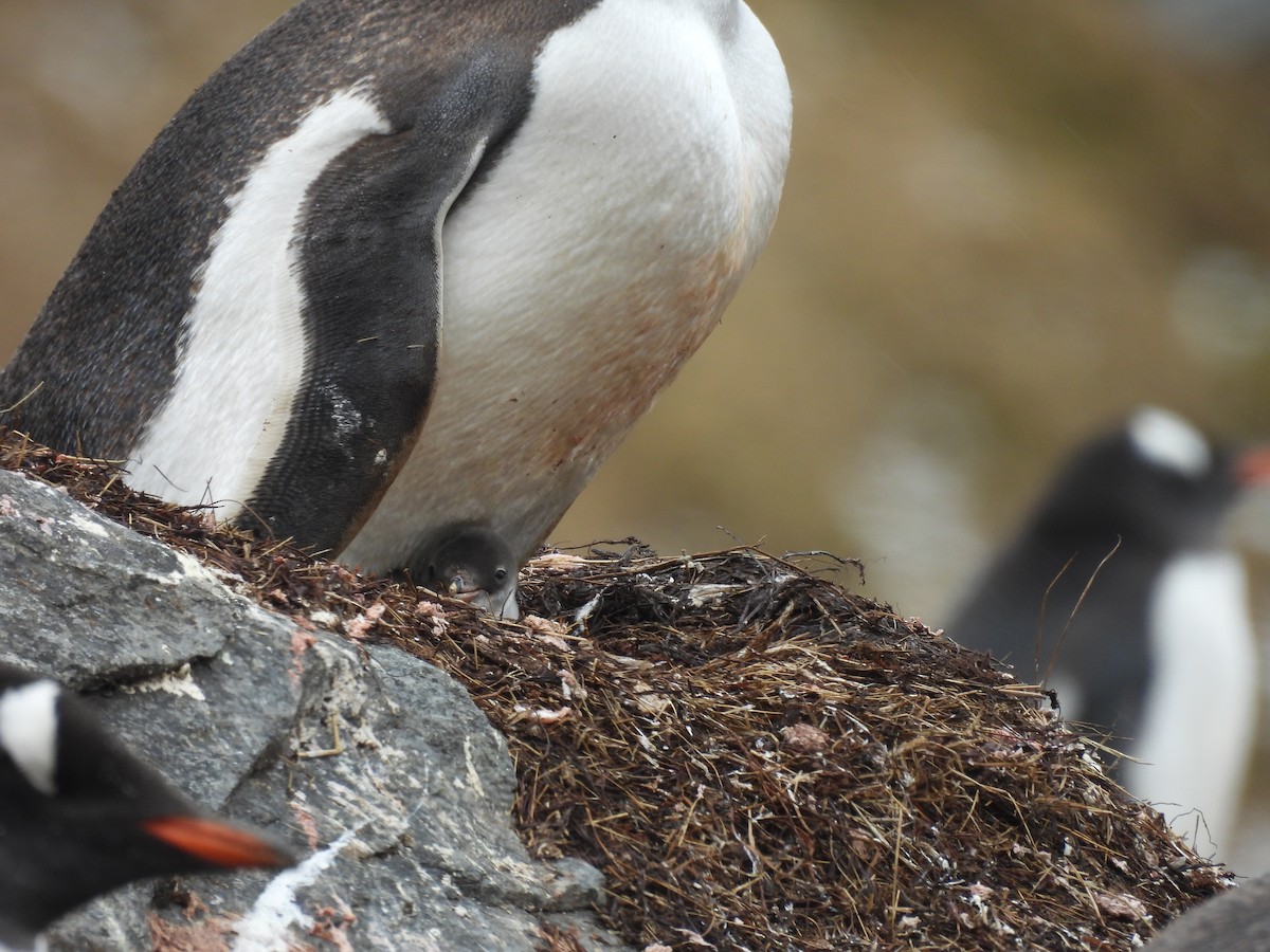 Pingüino Juanito - ML646382661
