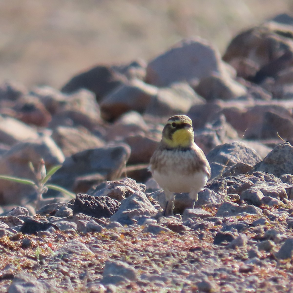 Alondra Cornuda - ML646382662