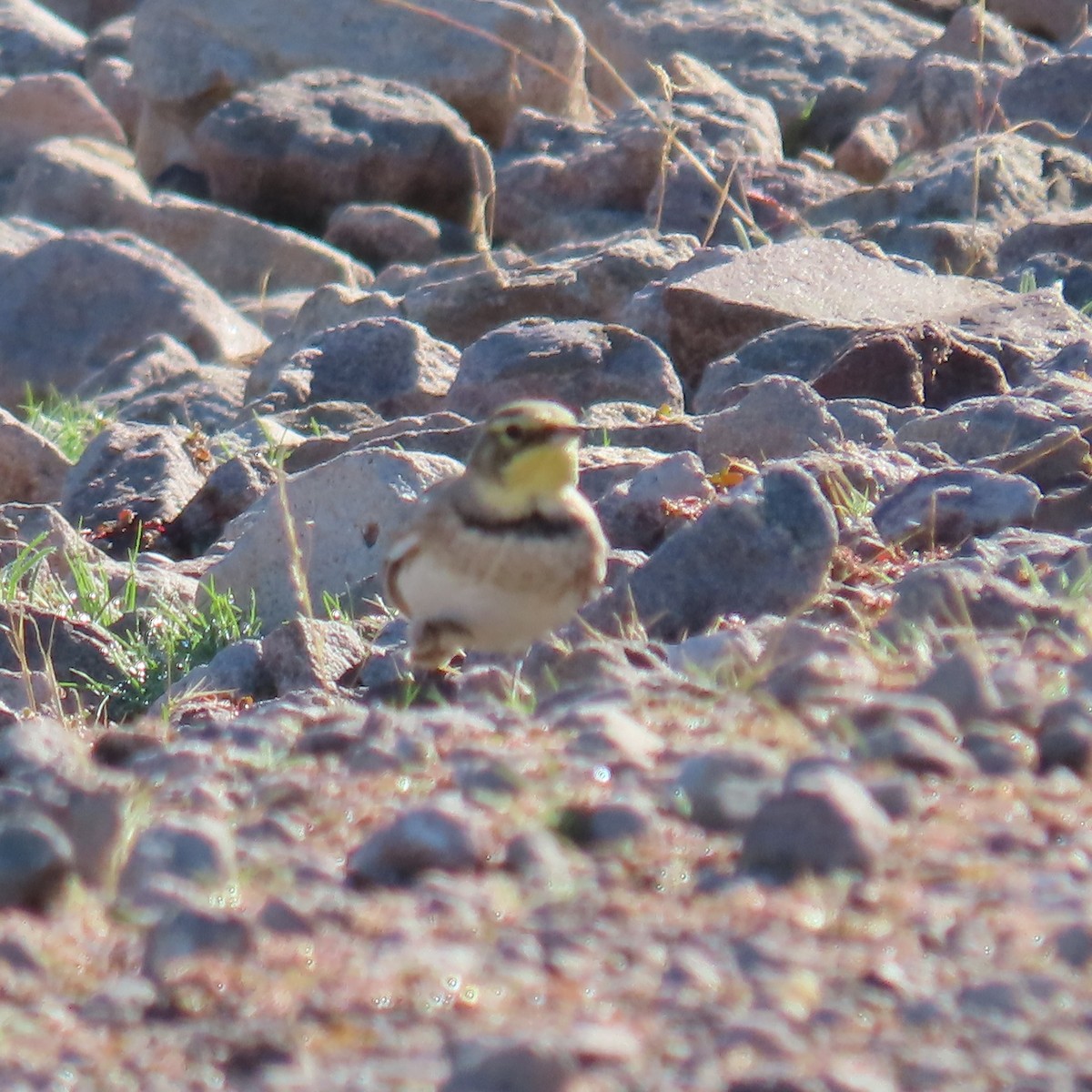 Alondra Cornuda - ML646382663